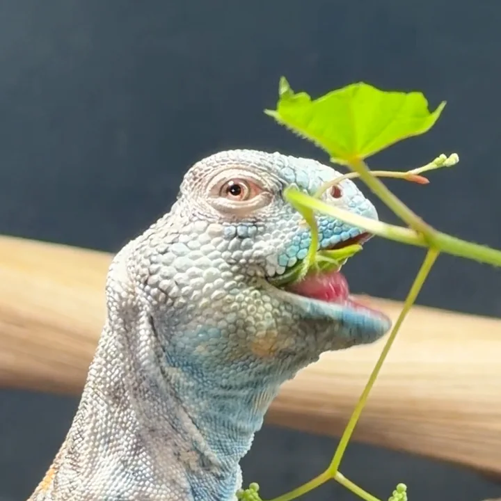 A uromastyx peeking through leafy stems with its tongue out