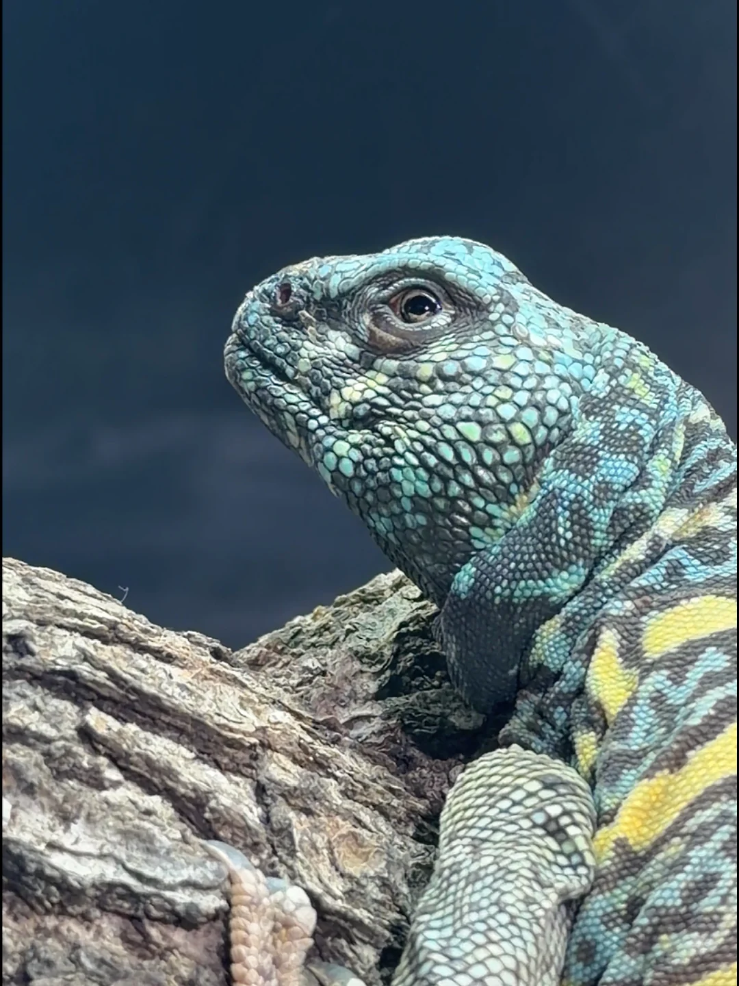 Derek, a turquoise-and-gold ornate uromastyx, resting on bark in close profile