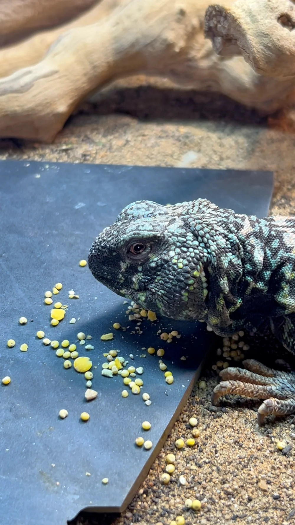 A turquoise uromastyx shown in a detailed side profile